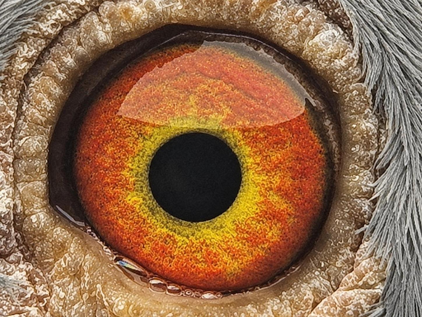 Pigeon eye
